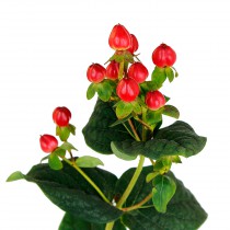 Hypericum